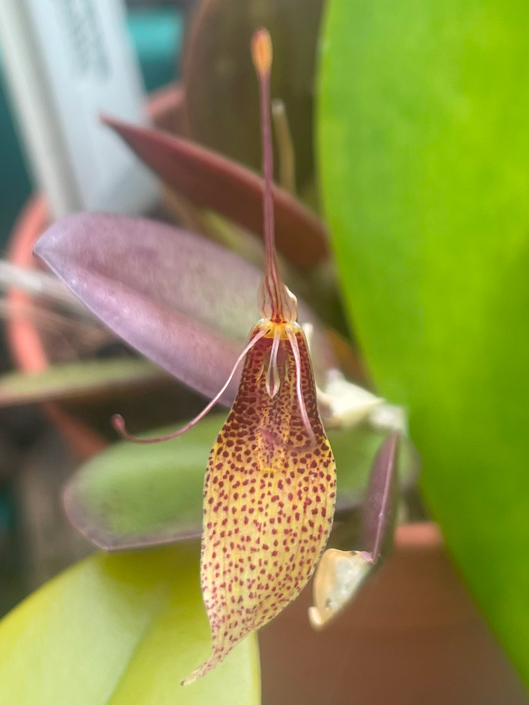 Restrepia trichoglottis