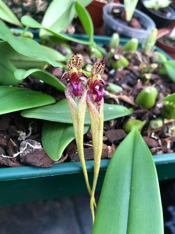 Bulbophyllum ornatissimum