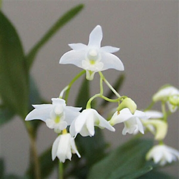 Dendrobium kingianum var. album