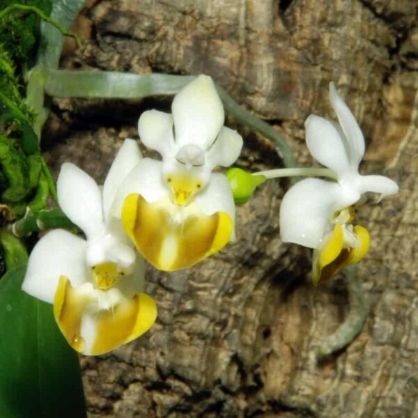 Phalaenopsis lobbii f. flava